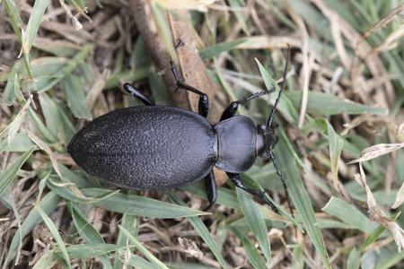 Réf. 310 936 : Carabus coriaceus